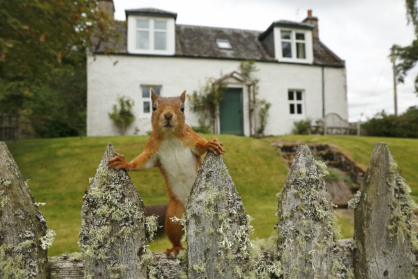 Scotland's Wildlife: Cyril the Squirrel