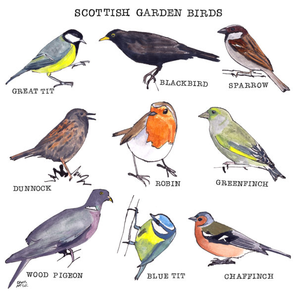 Birds in Scotland 