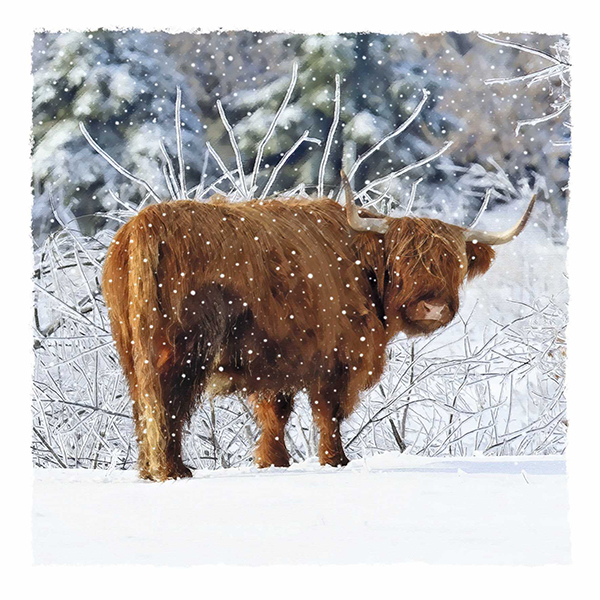 A Winter Coo