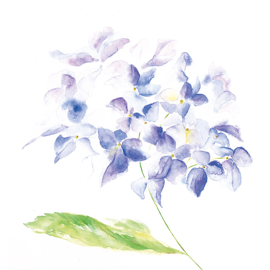 Blue Hydrangea