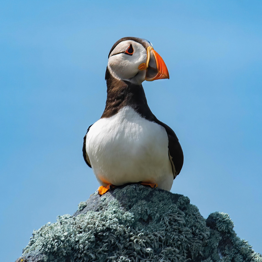 Perusing Puffin