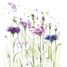 Wild Flowers